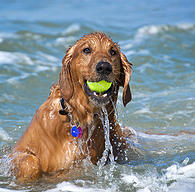 Huntington Dog Beach in Huntington Beach CA