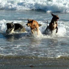Orange Dog Park in Orange CA