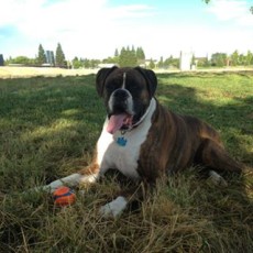 Jacinto Creek Park Dog Park in Sacramento CA