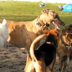 Keen Terrace Dog Park in Sebastian FL