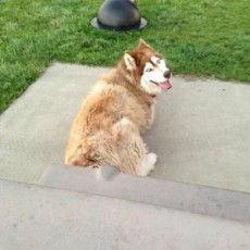 Marlin A. Pound Dog Park in Livermore, CA
