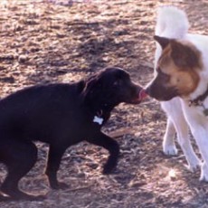 Ohlone Dog Park in Berkeley CA