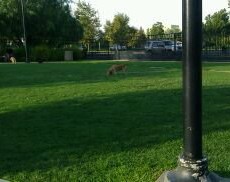 Riverside Dog Park in Riverside CA