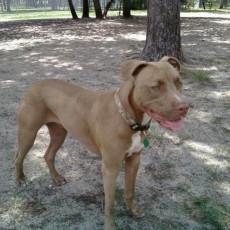 Rotary Centennial Park Dog Park in Spring Hill FL