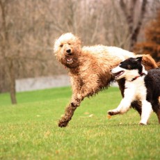 Shaggy Pines Dog Park