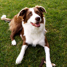 Hazeldale Dog Park in Aloha OR