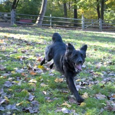 Symmes Township Dog Park in Loveland OH