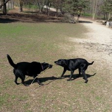 Muttland Meadows Dog Park Grafton WI