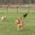 Warminster Township Bark Park