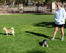 Reid Park - Miko’s Corner Playground Dog Park in Tuscan AZ