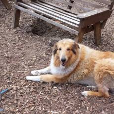 Hastings Michigan Dog Park