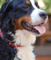 Walnut Grove Park Dog Park in Madison, WI