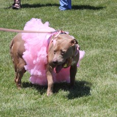 Clayton Dog and Butterfly Dog Park in Clayton NJ