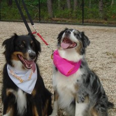 Yarmouth Dog Park in Yarmouth MA